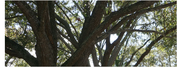 A large tree with sprawling branches and dense green foliage, viewed from below against a bright sky.