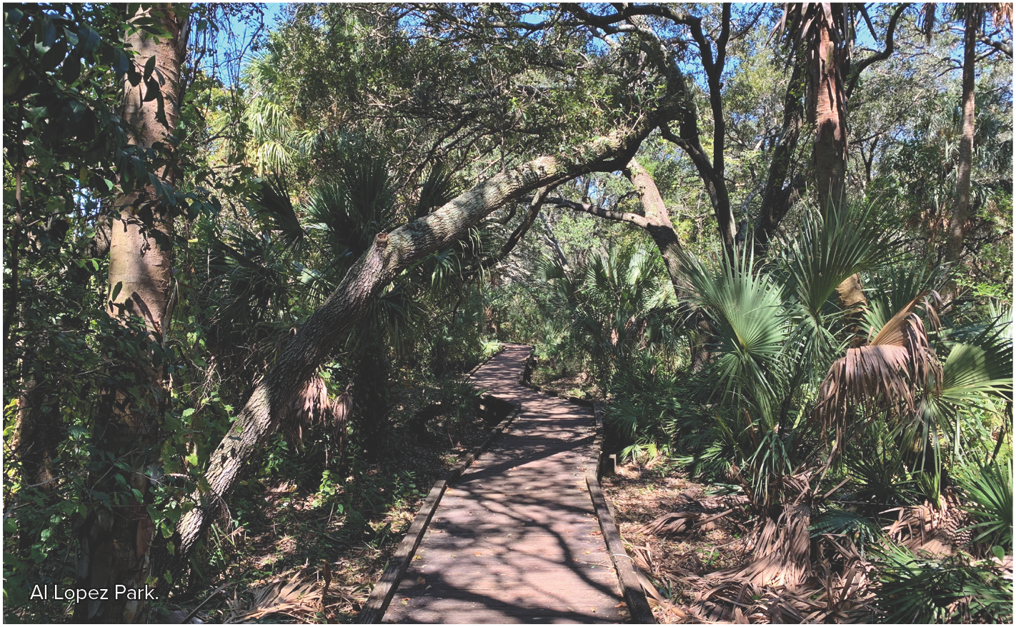 A scenic path through a dense, green forest with trees arching overhead at Al Lopez Park.