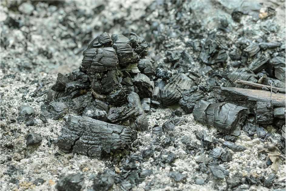 Close-up of gray ashes and charcoal remnants on the ground, showcasing a textured, ashen landscape.