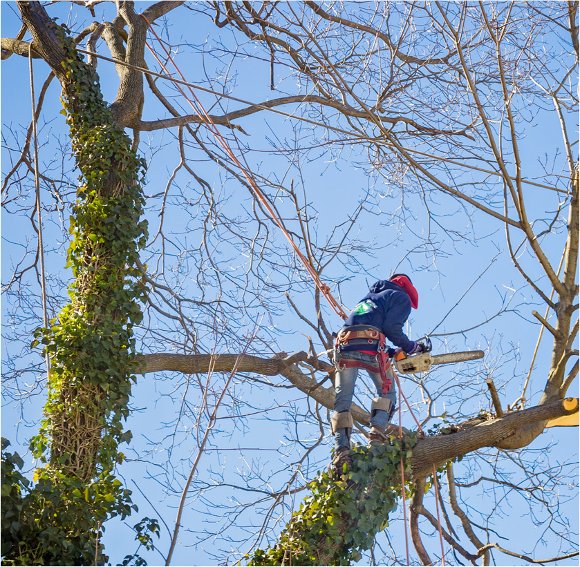 A person in safety gear uses a chainsaw while standing on a tree branch, surrounded by bare trees and a clear blue sky.