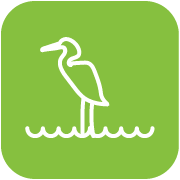 Outlined heron standing in water on a green background.