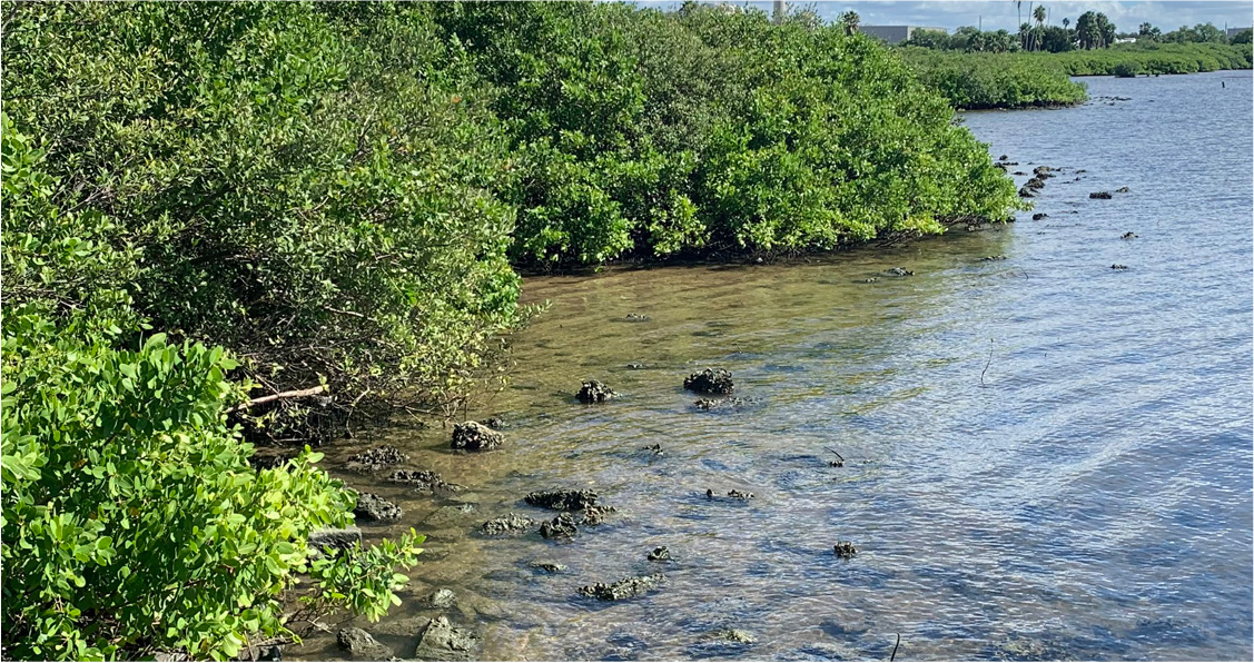 Scenic view of a calm riverbank with lush greenery and clear water under a sunny sky.