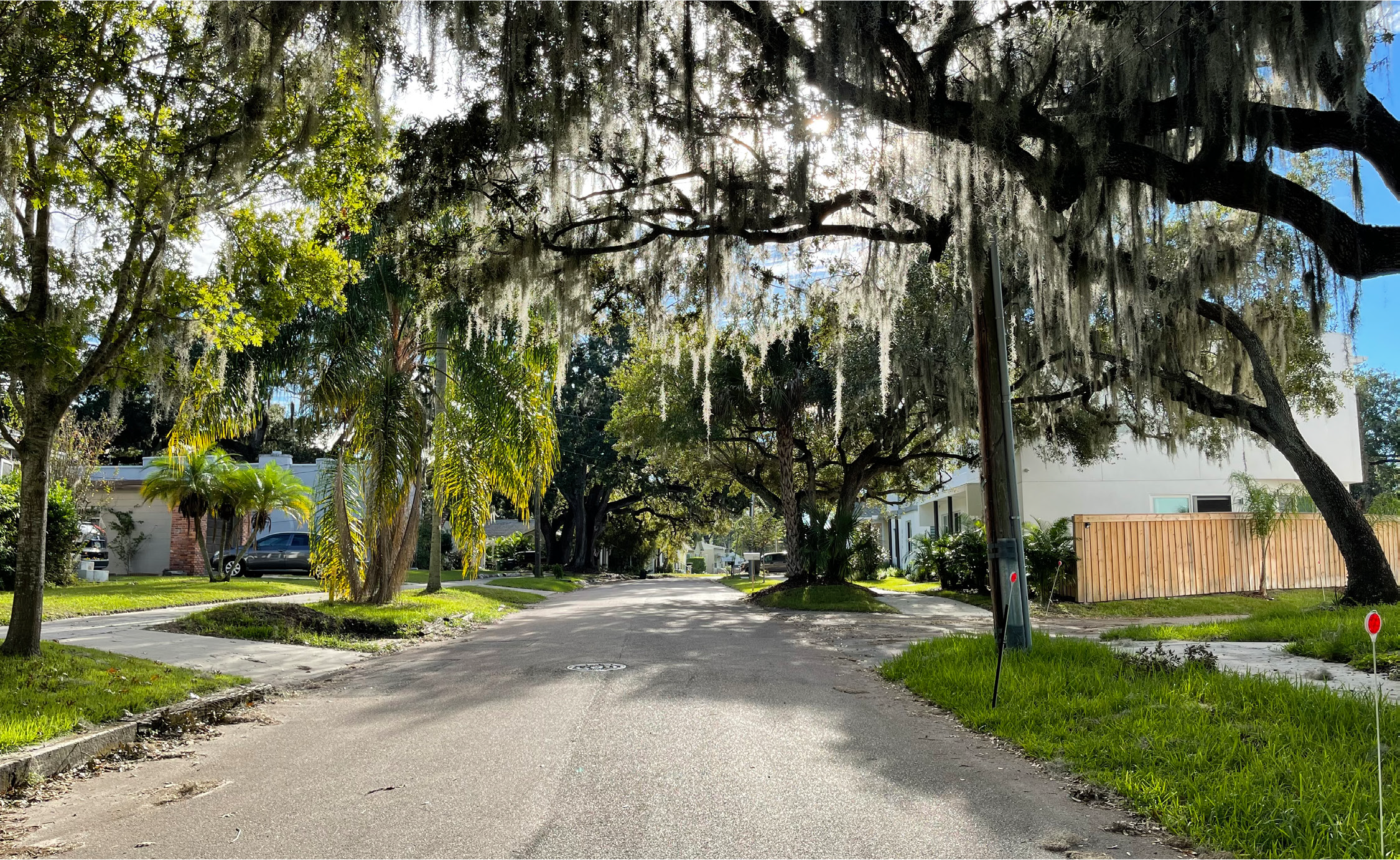 A quiet suburban street lined with lush trees draped in Spanish moss, sunlight filtering through the foliage.