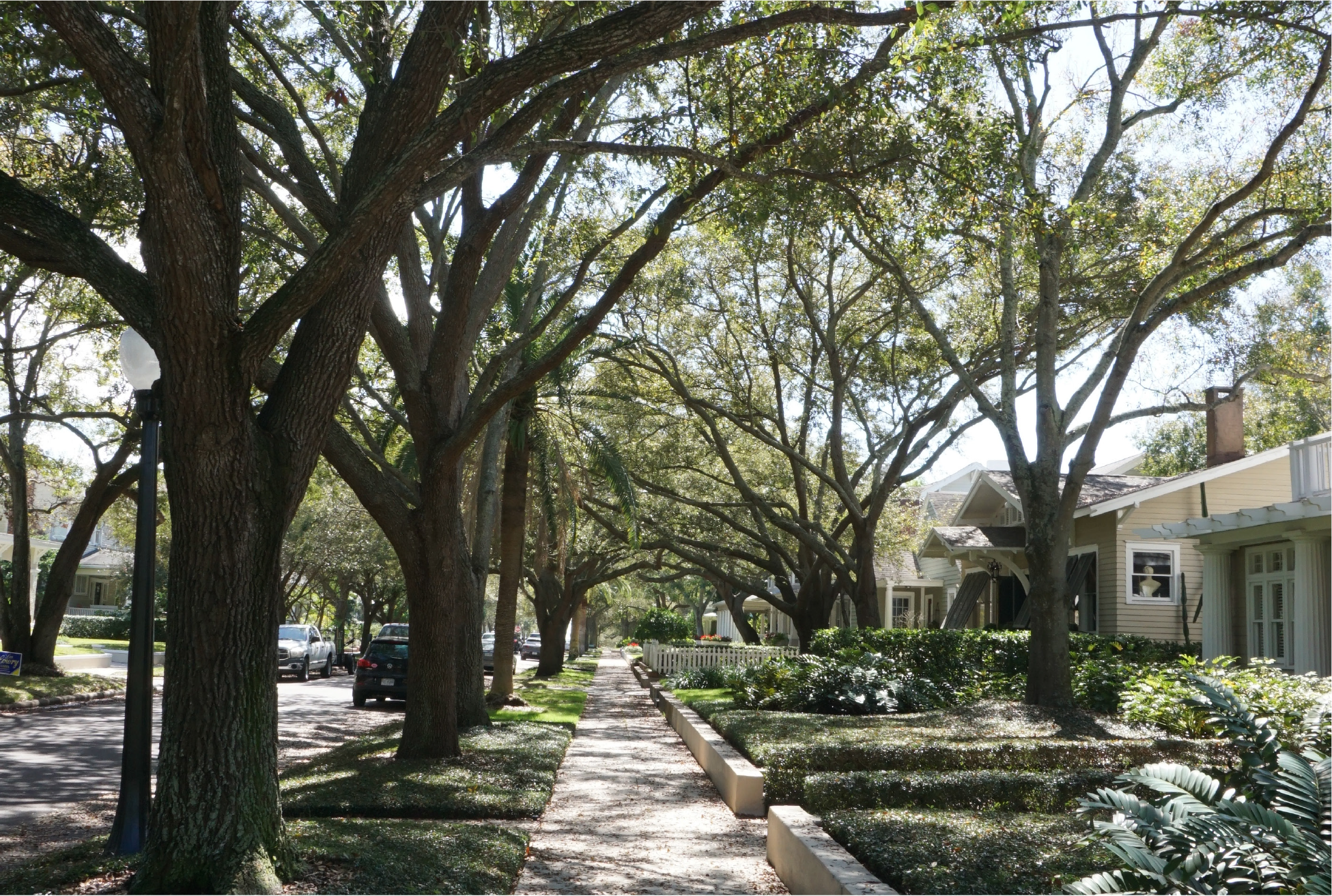 A tree-lined street with large oak trees and residential houses, featuring a pathway and green shrubs.