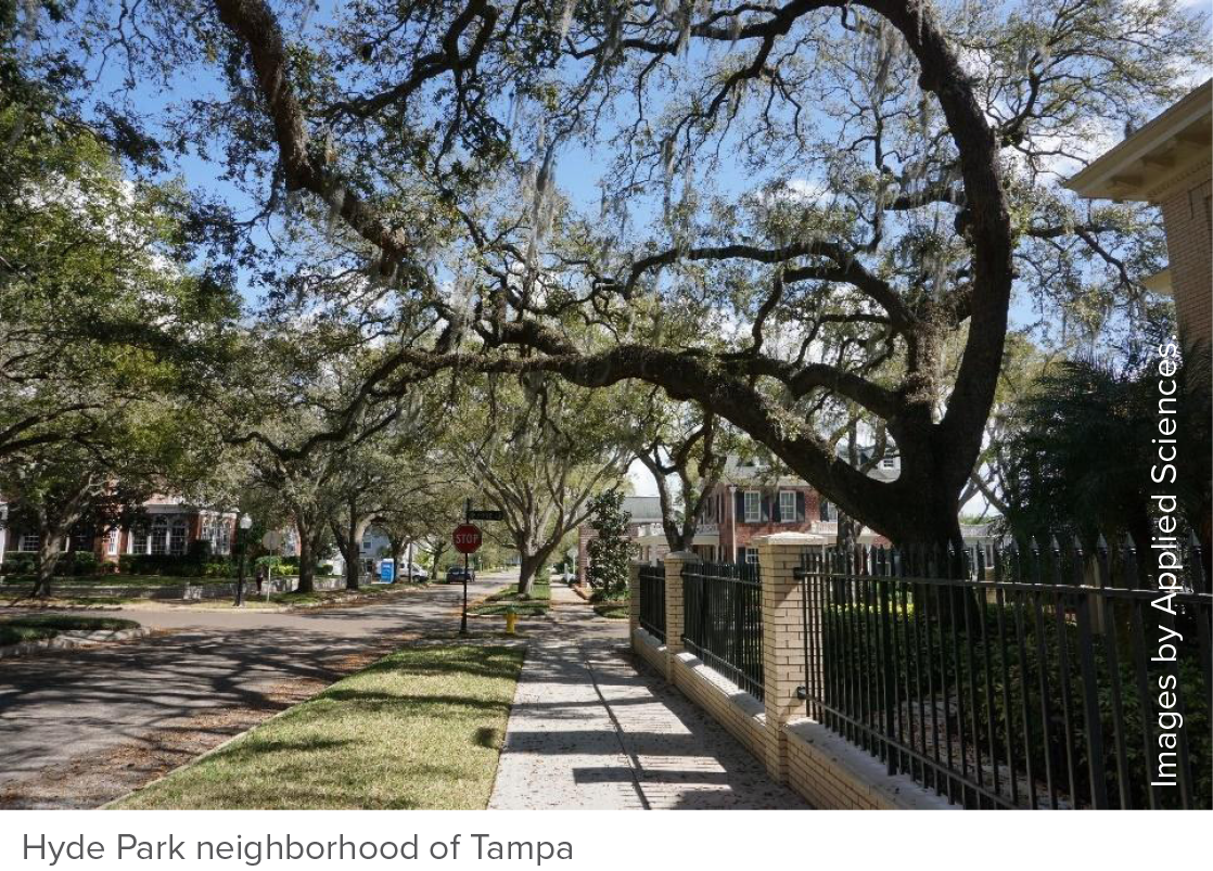 Tree-lined street in the Hyde Park neighborhood of Tampa, featuring lush greenery and historic homes.