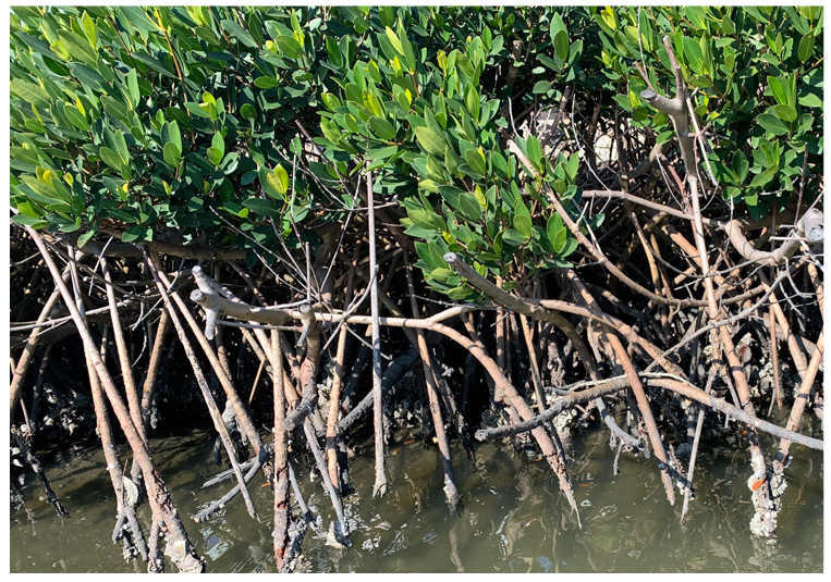 Close-up of mangrove roots emerging from shallow water, surrounded by lush green leaves.