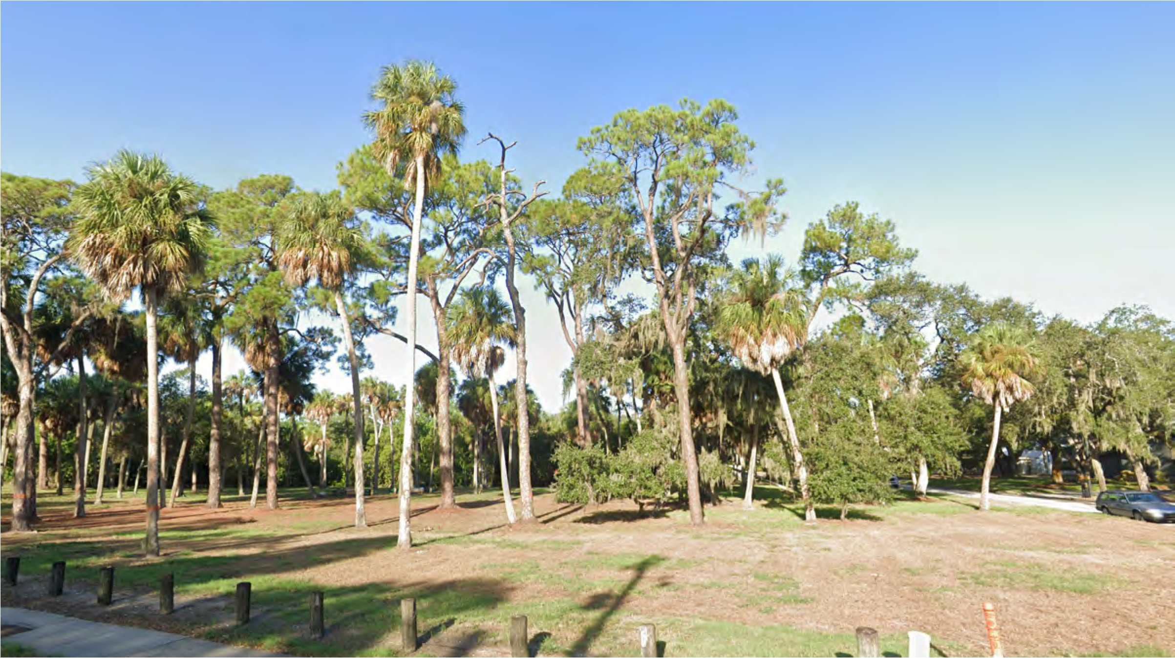 Sunlit park with tall palm trees and sparse grass, set against a clear blue sky.