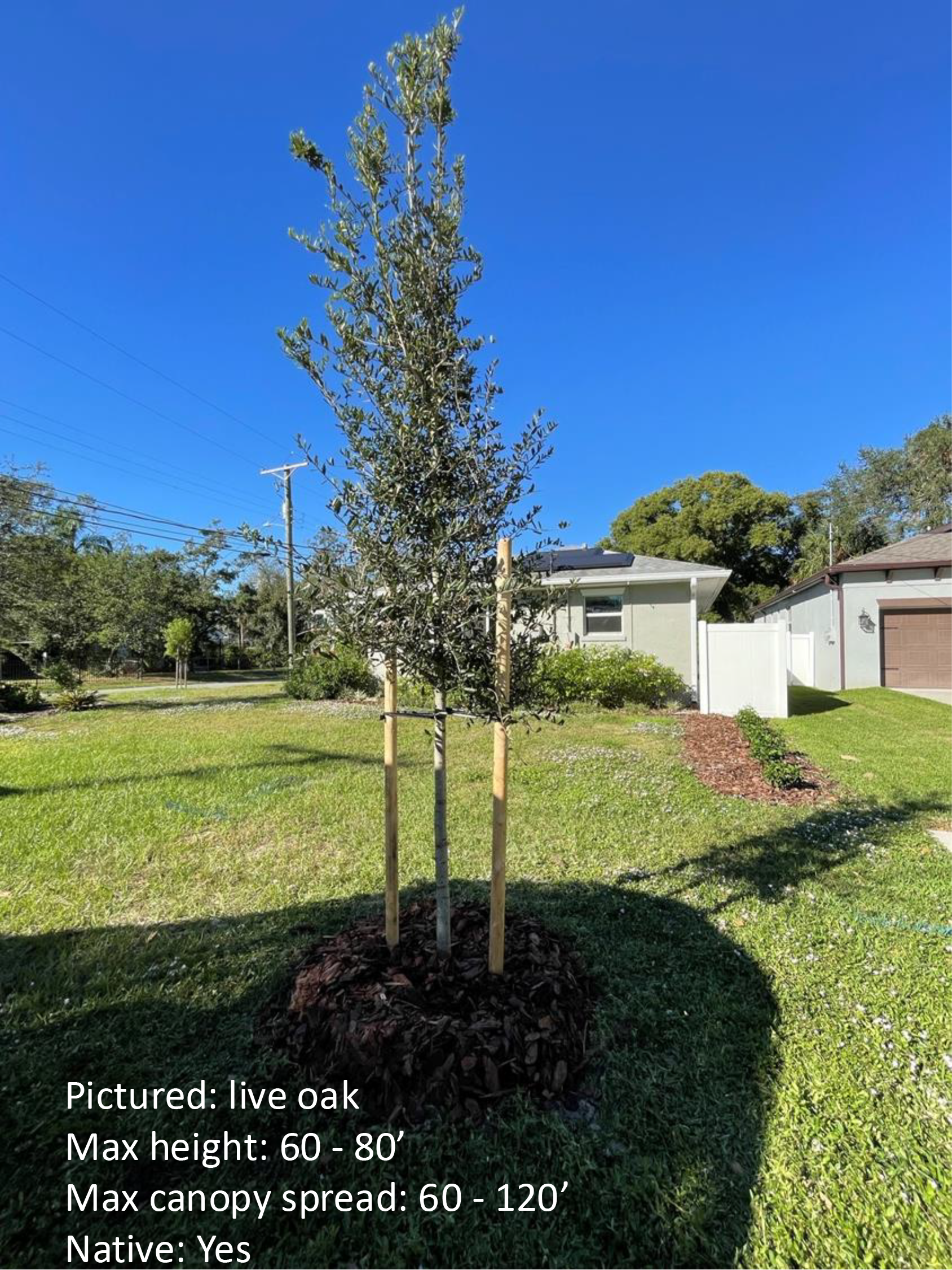 A young live oak tree standing in a grassy area with a clear blue sky, accompanied by height and spread information.