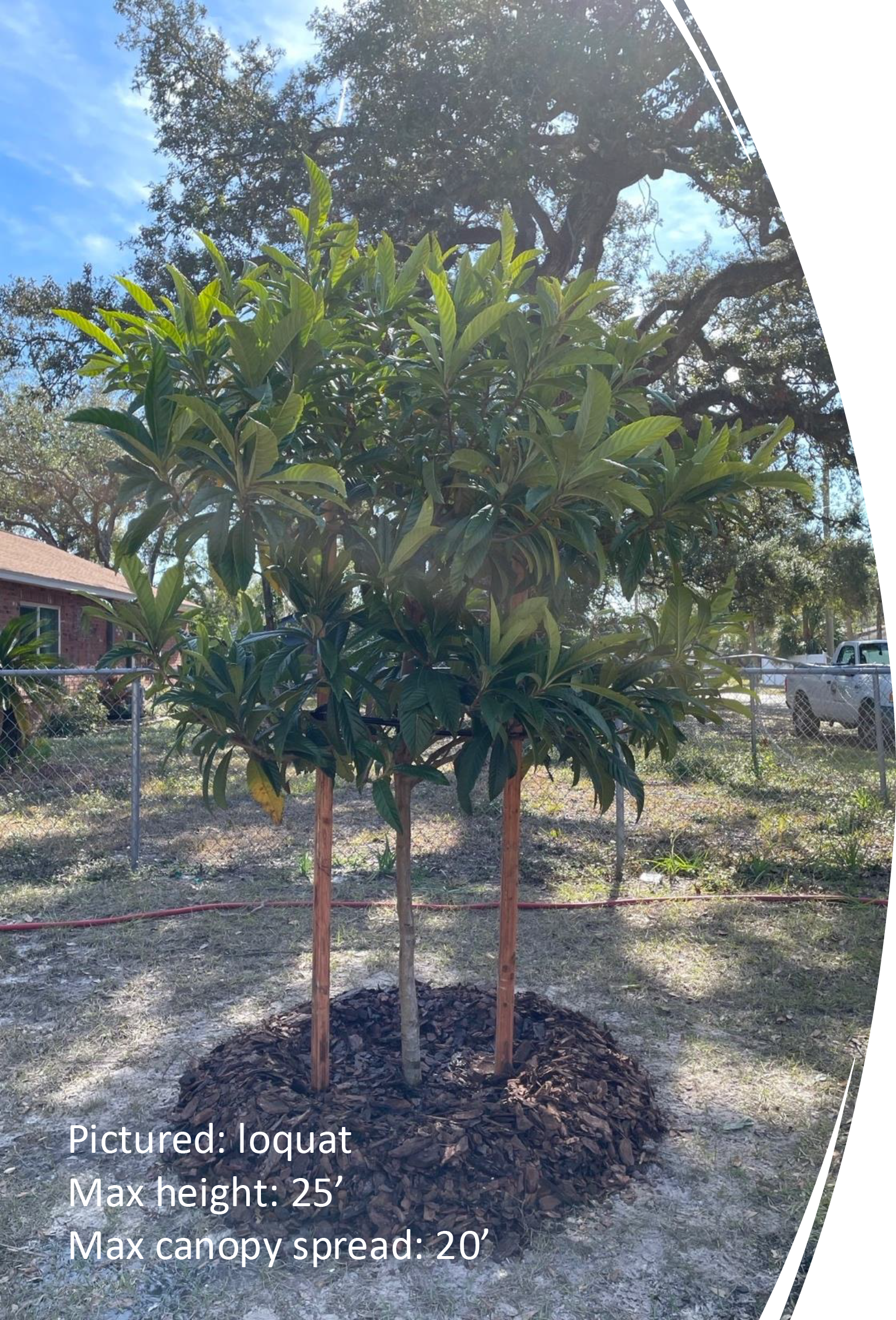 Loquat tree with lush green leaves, supported by wooden stakes, surrounded by mulch, in a yard setting.