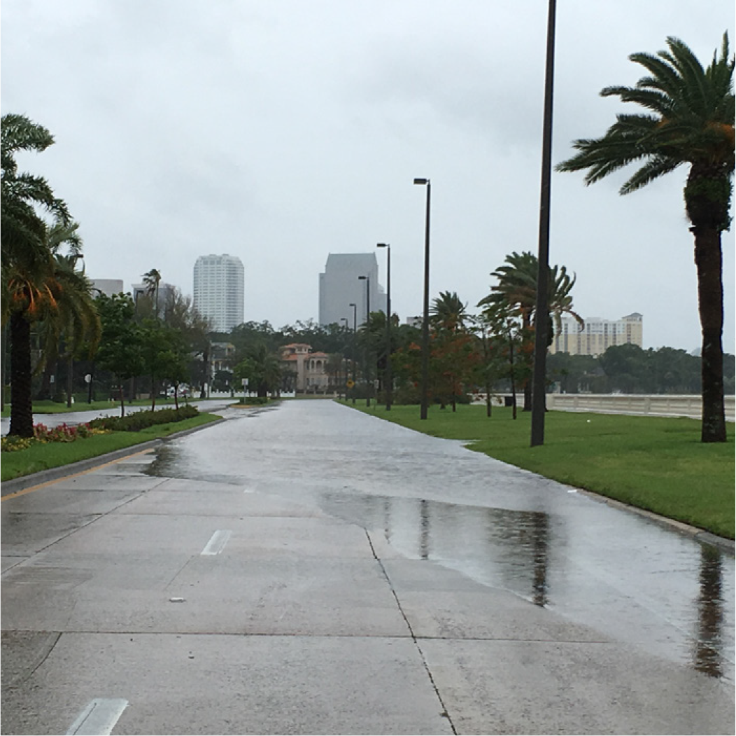 A deserted palm-lined path beside a flooded road, with buildings visible in the background under overcast skies.