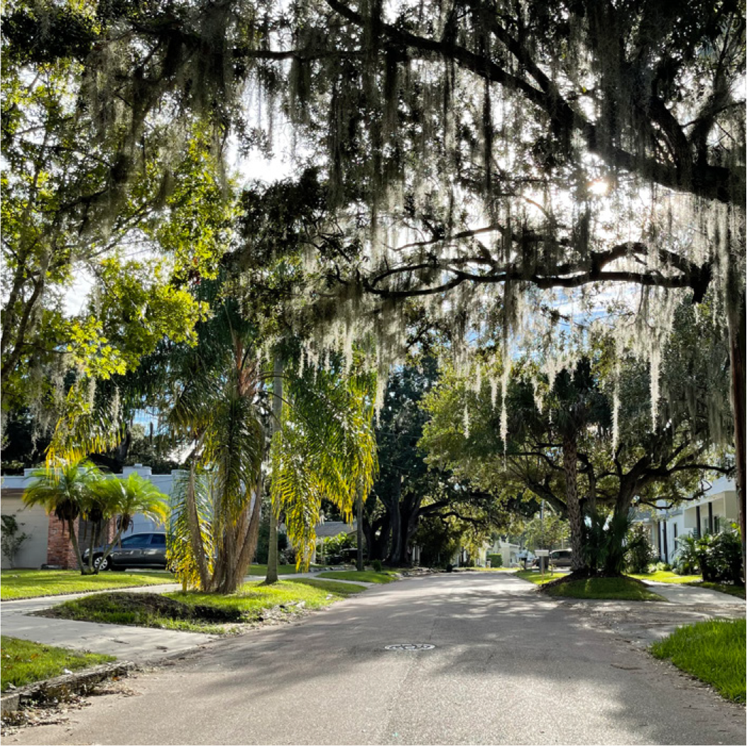 A tree-lined street with hanging moss and sunlight filtering through the branches, creating a serene suburban atmosphere.