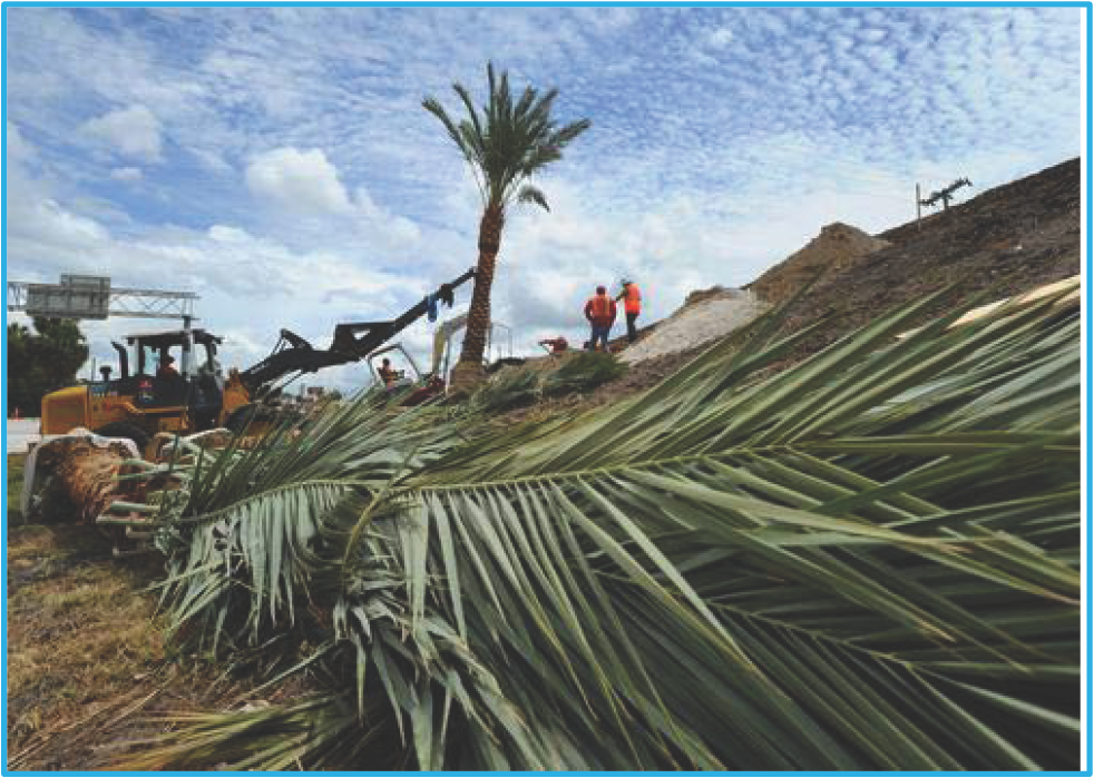Construction workers and machinery near a toppled palm tree under a cloudy sky.