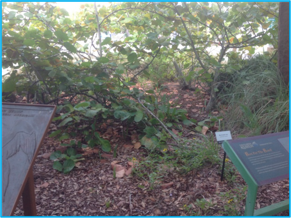 A natural area with shrubs, leaves on the ground, and informational signs about local flora.