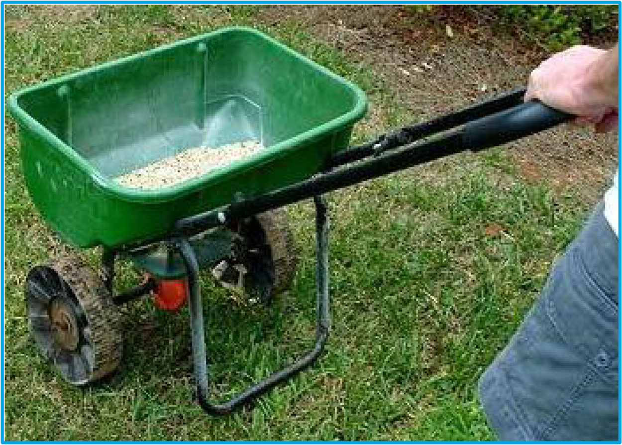 A person pushing a green lawn spreader filled with seeds on grass.