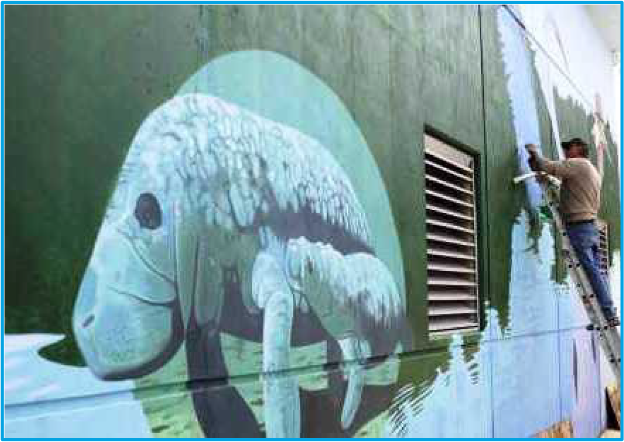 A man painting a mural of a manatee on a green wall, with water and vegetation in the background.